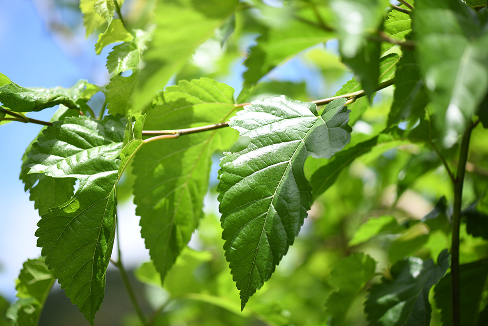 より自然に近づけた栽培環境