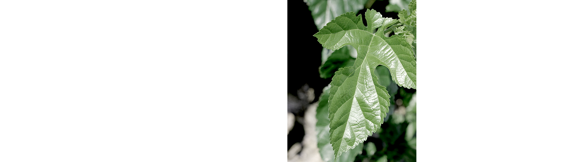 株式会社　ダイヤ・プロフェッショナル・ジャパン