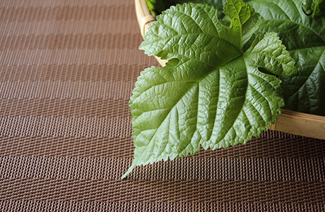 桑茶特有成分1-デオキシノジリマイシン(DNJ)は食事の前に飲むことで体の糖化を抑える