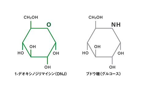 桑葉がもつ特有成分「DNJ」が糖質に働くわけは？